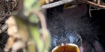 Baby bird in a nest