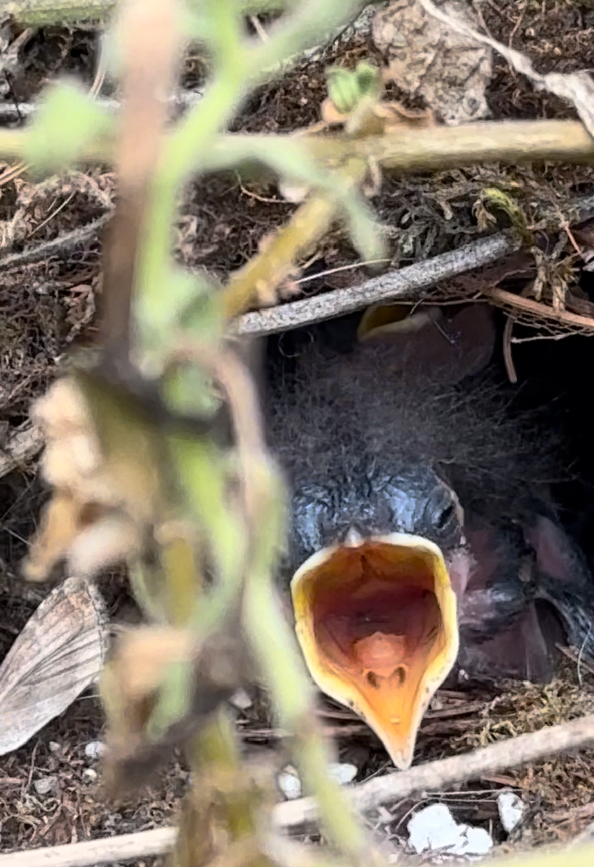Baby bird in a nest